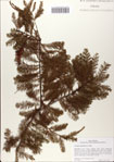 000083003-thumbnail.jpg