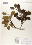 000083029-thumbnail.jpg