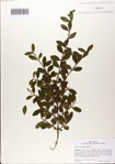 000083031-thumbnail.jpg