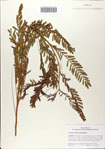 000083042-thumbnail.jpg