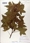 000083060-thumbnail.jpg