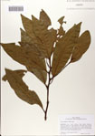 000083062-thumbnail.jpg