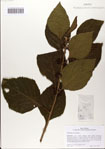 000083072-thumbnail.jpg