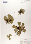 000083074-thumbnail.jpg