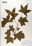 000083284-thumbnail.jpg