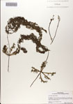 000083288-thumbnail.jpg
