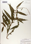 000083294-thumbnail.jpg