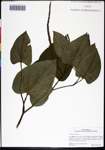 000083302-thumbnail.jpg