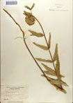 000083637-thumbnail.jpg