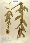 000083642-thumbnail.jpg