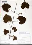 000084234-thumbnail.jpg