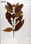 000084240-thumbnail.jpg
