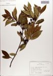 000084243-thumbnail.jpg