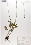 000084248-thumbnail.jpg