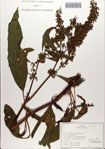 000084251-thumbnail.jpg
