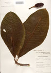 000084425-thumbnail.jpg