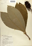 000084428-thumbnail.jpg