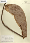 000084429-thumbnail.jpg