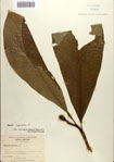 000084430-thumbnail.jpg