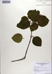 000084447-thumbnail.jpg