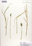 Carex