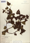 000084805-thumbnail.jpg