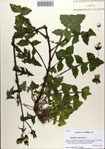 000084853-thumbnail.jpg