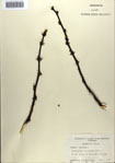 Zanthoxylum