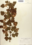 000085851-thumbnail.jpg