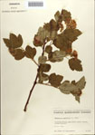 000085856-thumbnail.jpg