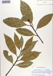 000086273-thumbnail.jpg