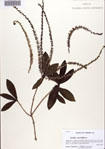 000086280-thumbnail.jpg