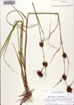 000086336-thumbnail.jpg