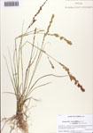 Eragrostis