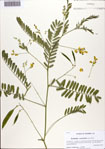 000086358-thumbnail.jpg