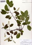 000086391-thumbnail.jpg