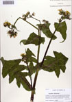 000086401-thumbnail.jpg