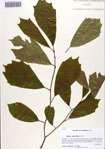 000086441-thumbnail.jpg
