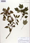 000086465-thumbnail.jpg