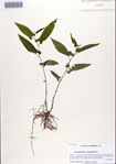 000086467-thumbnail.jpg