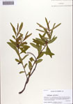 000086524-thumbnail.jpg
