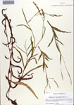 000086545-thumbnail.jpg