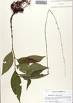 000086553-thumbnail.jpg