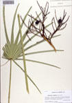 000086728-thumbnail.jpg