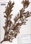 Taxodium