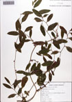 Smilax