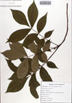 000086809-thumbnail.jpg