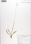 Axonopus