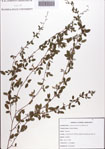 Galactia