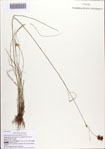 Rhynchospora